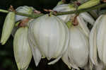 Weak-leaf yucca